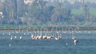 一群美丽的火烈鸟在塞浦路斯的拉纳<strong>卡盐湖</strong>的拉纳<strong>卡盐湖</strong>散步。